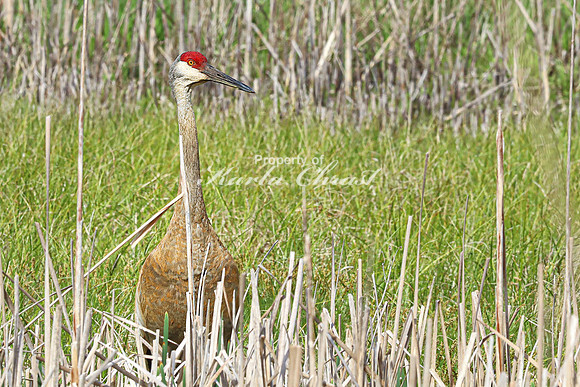 Sandhill Crane 8  - May 10, 2024 Union Slough National Wildlife Refuge
