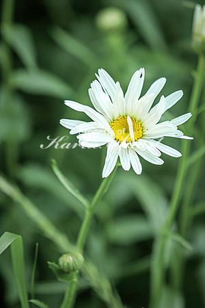 Daisy 6 - July 02, 2024 Rural Minnesota
