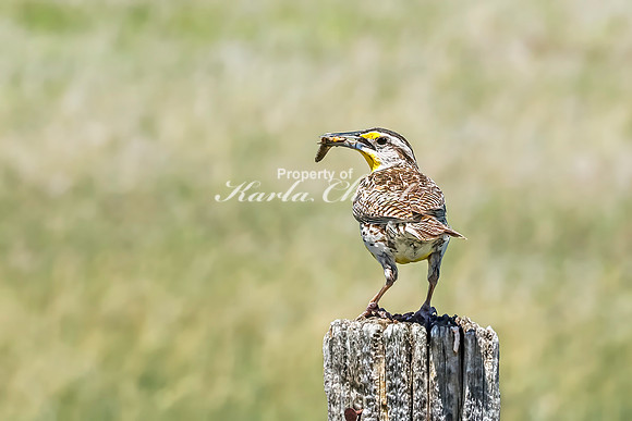 Western Meadowlark 12- June 05, 2024 - Fetterman Massacre Monument Wyoming