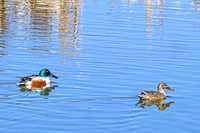 Northern Shoveler 11 - April 11, 2025 - Lund Waterfowl Production Area