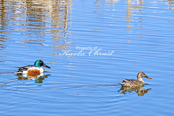 Northern Shoveler 11 - April 11, 2025 - Lund Waterfowl Production Area