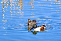 Northern Shoveler 8 - April 11, 2025 - Lund Waterfowl Production Area