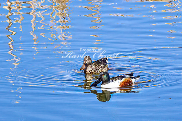 Northern Shoveler 8 - April 11, 2025 - Lund Waterfowl Production Area