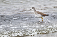 Greater Yellowlegs 6- November 07, 2023 Hartford Beach State Park South Dakota