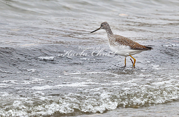 Greater Yellowlegs 6- November 07, 2023 Hartford Beach State Park South Dakota