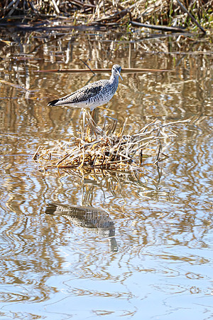 Greater Yellowlegs 20 - April 11, 2025 - Oakwood Lakes State Park South Dakota