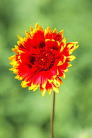 Blanket Flower 13 - July 02, 2024 Rural Minnesota