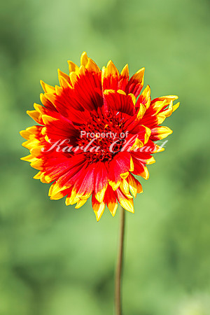 Blanket Flower 13 - July 02, 2024 Rural Minnesota