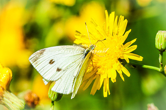 Cabbage White Butterfly 14 - August 14, 2023 Roy Lake State Park