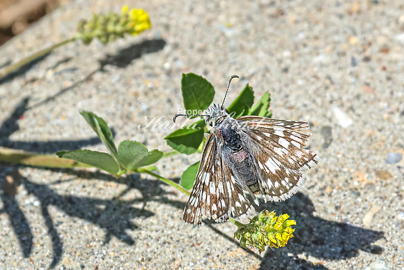 Common Checkered Skipper 4 - June 6,2024 - Little Bighorn Battlefield National Monument