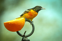 Baltimore Oriole 19 - May 16, 2024