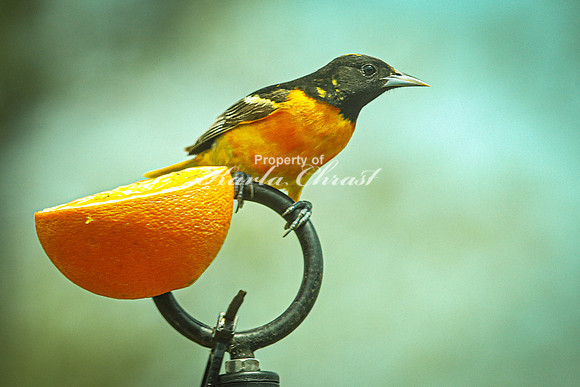 Baltimore Oriole 19 - May 16, 2024
