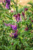 American Vetch 8 - June 05, 2024 - Fetterman Massacre Monument Wyoming