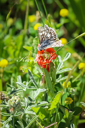 Common Checkered Skipper 10 - June 6,2024 - Little Bighorn Battlefield National Monument