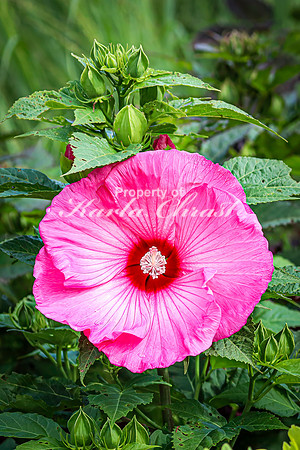 Hibiscus 1 - August 01, 2024