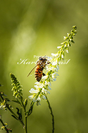 Honey bee 22 - July 18, 2023 Tewaukon National Wildlife Refuge
