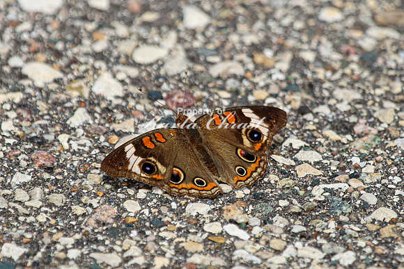 Common Buckeye 7 - May 26, 2024 Casey Jones State Trail Minnesota