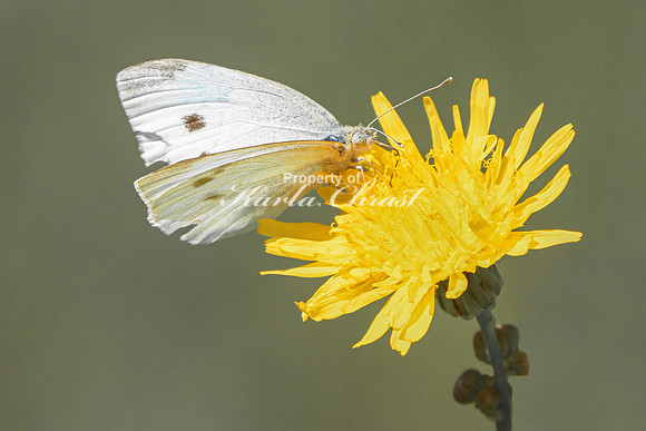 Cabbage White Butterfly 10 - August 14, 2023 Roy Lake State Park