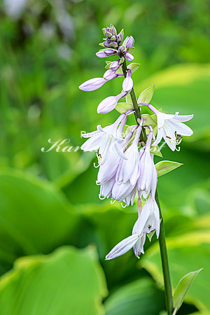 Hosta 4 - July 02, 2024 Rural Minnesota