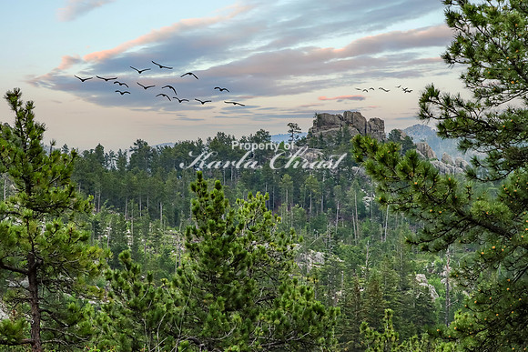 Custer State Park 56 - June 12, 2023