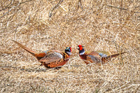 Ring-necked Pheasant, Male 10 - April 11, 2025 - Sioux Poinsett Game Production Area