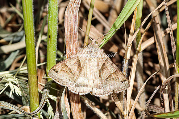 Brown Moth  - May 26, 2024 Casey Jones State Trail Minnesota