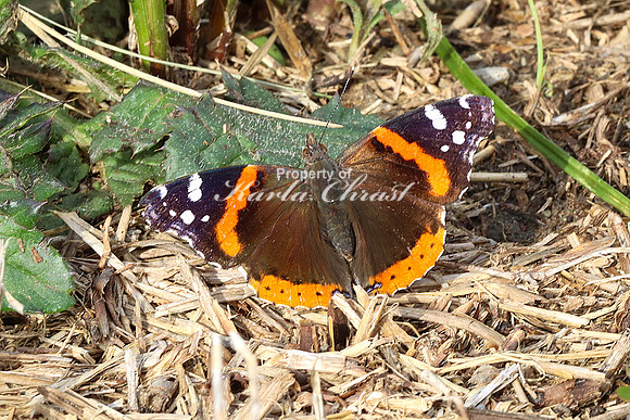 Red Admiral 12 - May 08, 2024 DeSoto National Wildlife Refuge