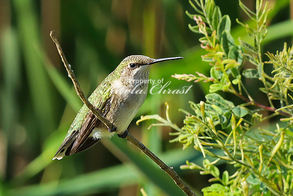 Ruby-throated Hummingbird 39 - September 1,  2023 Oakwood Lakes State Park