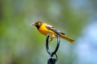 Baltimore Oriole 12 - May 16, 2024