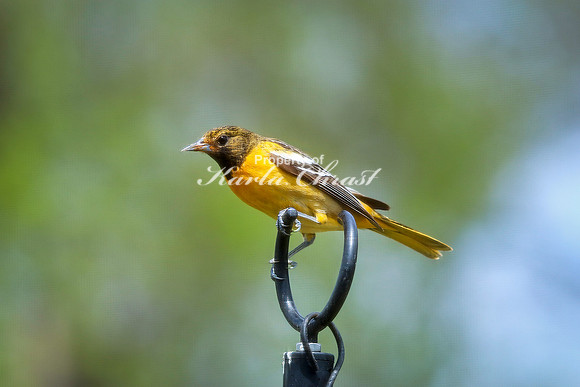 Baltimore Oriole 12 - May 16, 2024