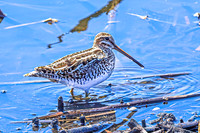 Wilson's Snipe 4 - April 11, 2025 - Lund Waterfowl Production Area