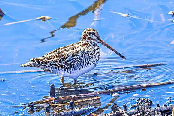 Wilson's Snipe 4 - April 11, 2025 - Lund Waterfowl Production Area