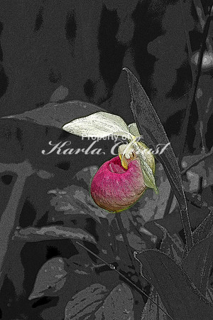 Showy Lady Slipper 1 - June 16, 2016 Big Bog State Recreation Area Minnesota