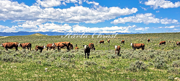 Crazy Woman Crossing 6 - June 5, 2024 Wyoming