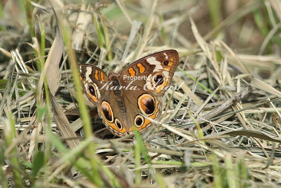 Common Buckeye 5 - May 26, 2024 Casey Jones State Trail Minnesota