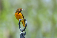 Baltimore Oriole 13 - May 16, 2024
