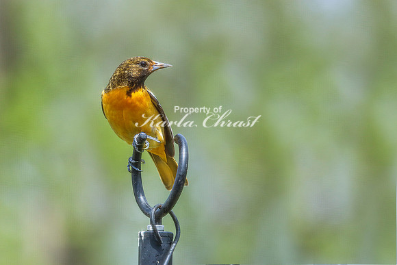 Baltimore Oriole 13 - May 16, 2024