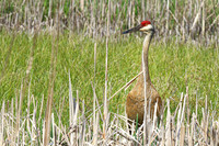 Sandhill Crane 9  - May 10, 2024 Union Slough National Wildlife Refuge
