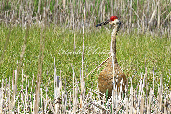 Sandhill Crane 9  - May 10, 2024 Union Slough National Wildlife Refuge