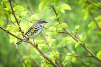 Yellow-rumped Warbler 17 - May 08, 2024 DeSoto National Wildlife Refuge