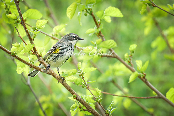Yellow-rumped Warbler 17 - May 08, 2024 DeSoto National Wildlife Refuge