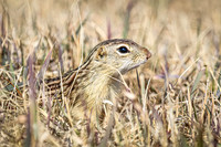 Thirteen-lined ground squirrel 46 - April 11, 2025 - Mickelson Wetland Memorial
