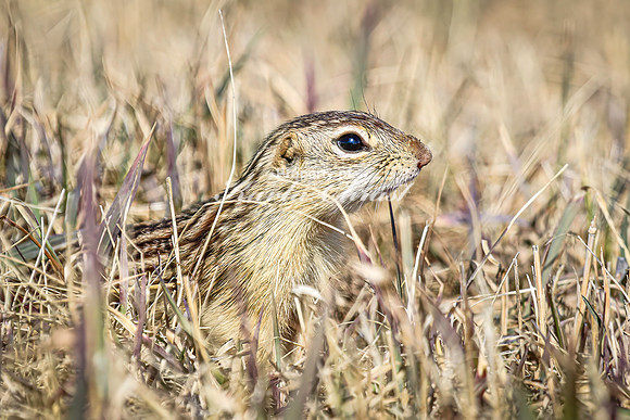 Thirteen-lined ground squirrel 46 - April 11, 2025 - Mickelson Wetland Memorial