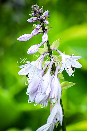 Hosta 3 - July 02, 2024 Rural Minnesota