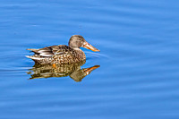 Northern Shoveler 7 - April 11, 2025 - Lund Waterfowl Production Area