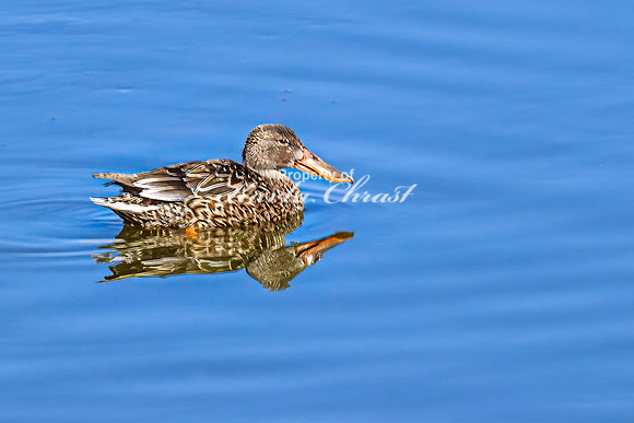 Northern Shoveler 7 - April 11, 2025 - Lund Waterfowl Production Area