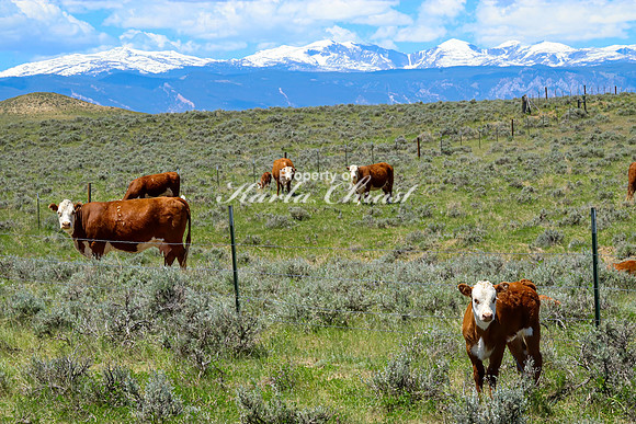 Crazy Woman Crossing 27 - June 5, 2024 Wyoming
