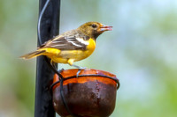 Baltimore Oriole 16 - May 16, 2024