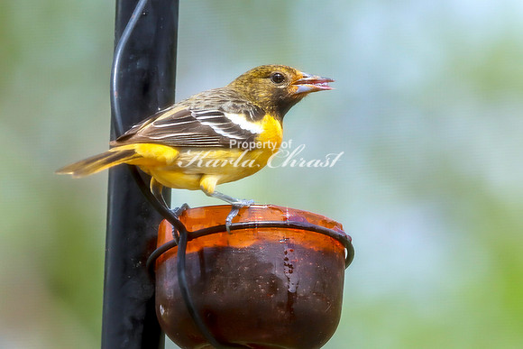 Baltimore Oriole 16 - May 16, 2024