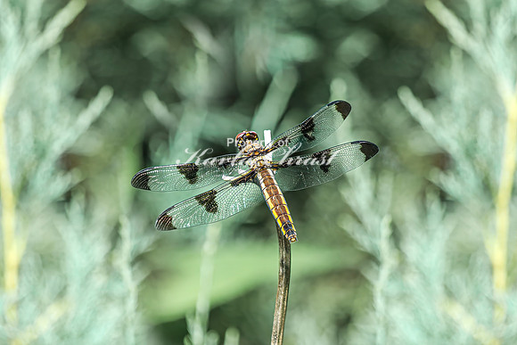 Twelve-spotted Skimmer 2 - July 02, 2024 Rural Minnesota